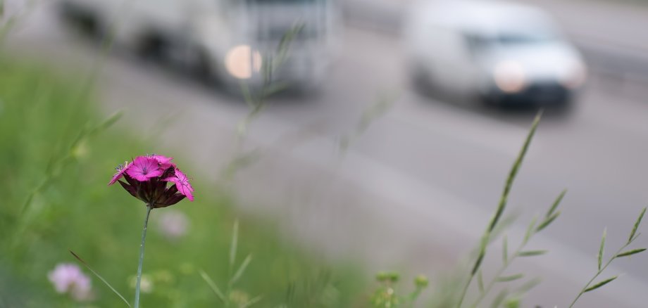 Symbolbild Umwelt und Verkehr