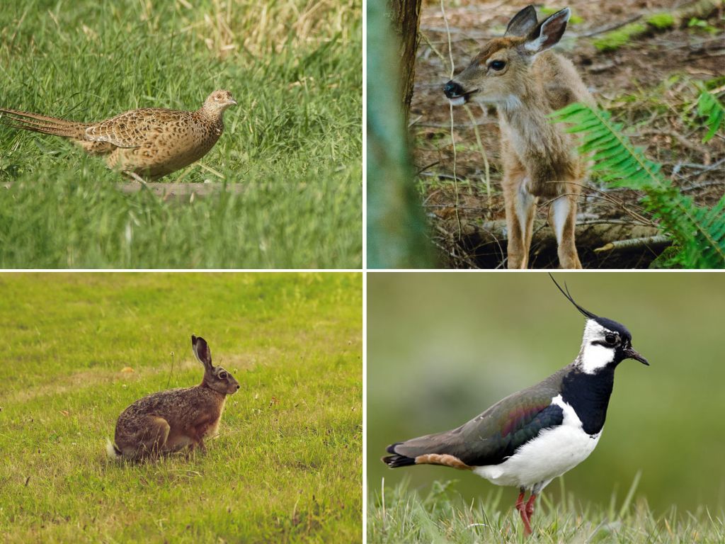 Collage mit wilden Tieren