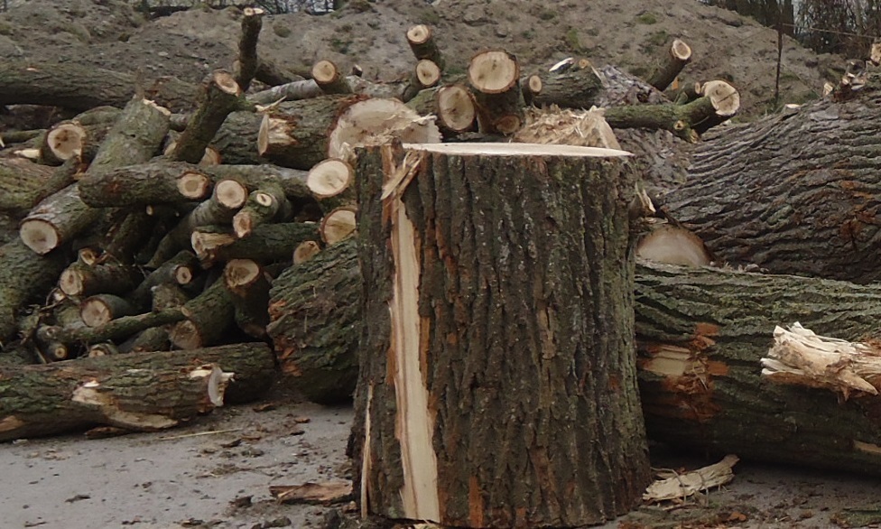 Symbolfoto mit verschiedenem Holz